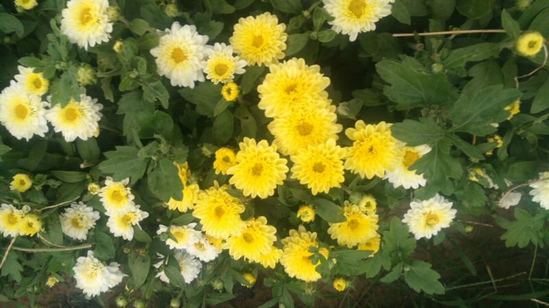 白菊花茶