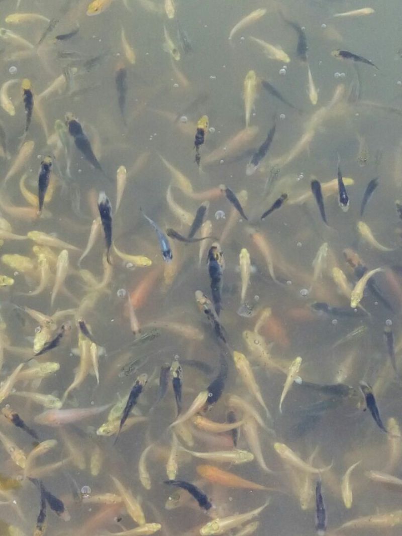 锦鲤