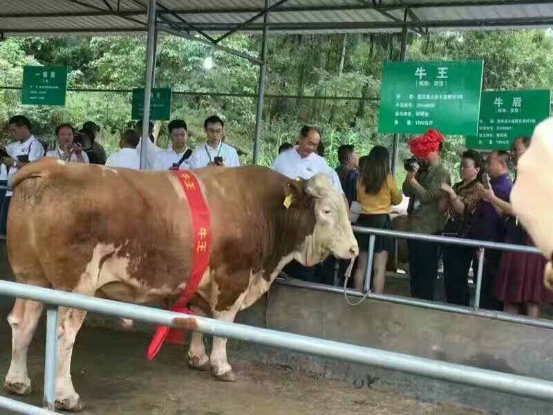 西门塔尔牛200~300斤