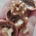 核桃树2~4cm4~6cm0.5~1米