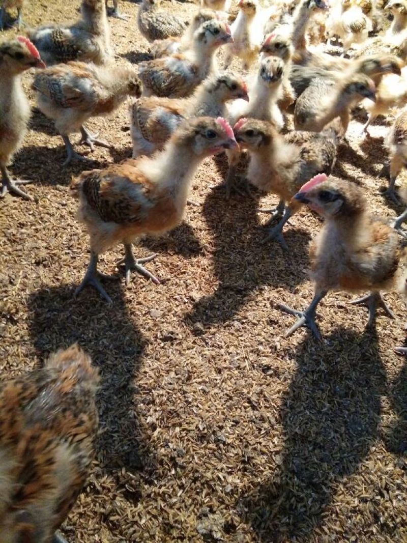 脱温鸡1斤以上