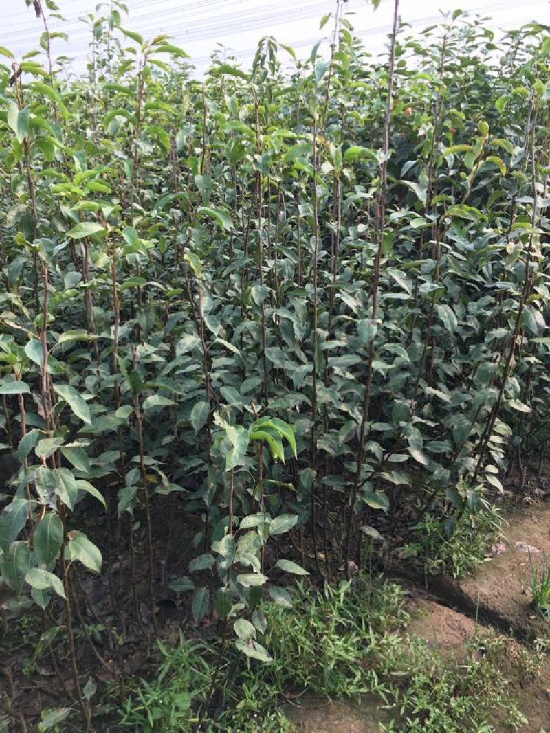 苹果树