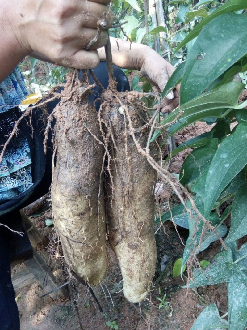 日本白山药4~5厘米特级