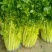 芹菜55cm以上