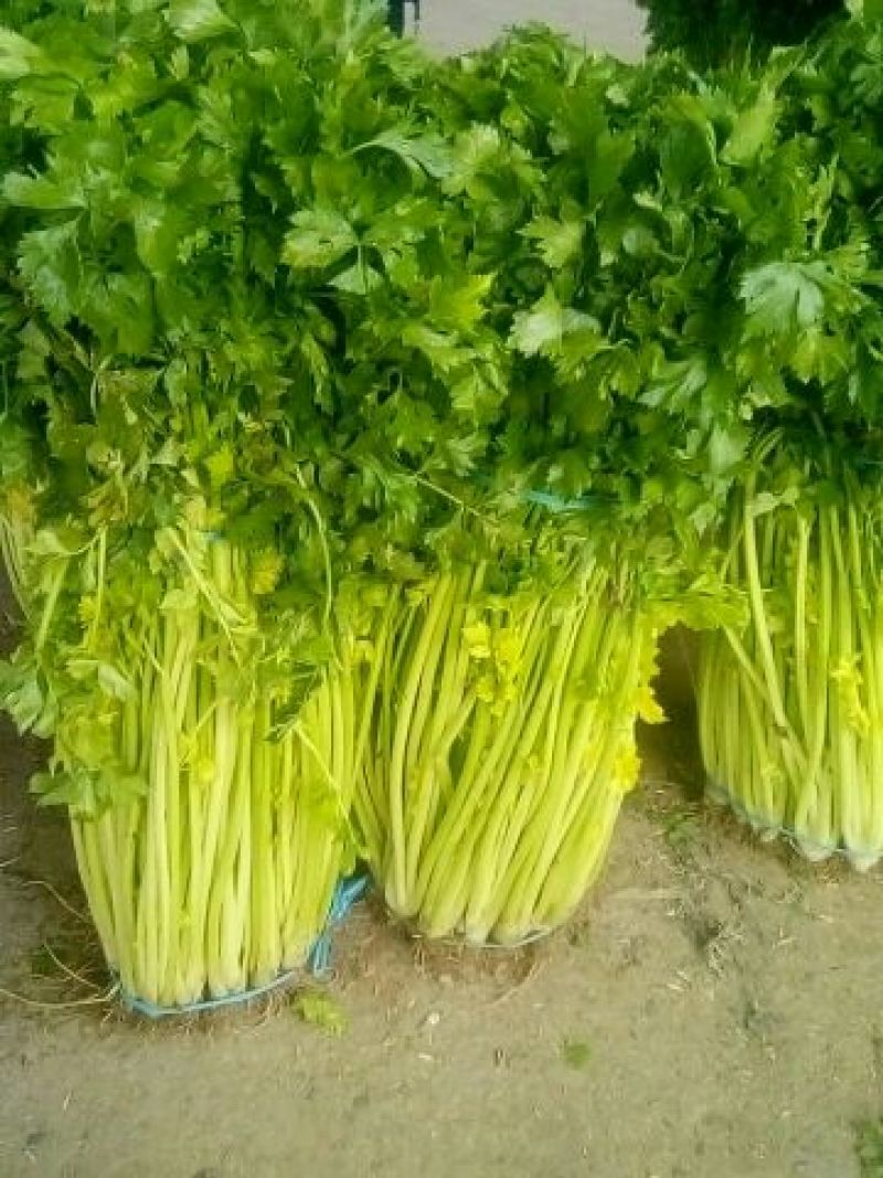 芹菜55cm以上