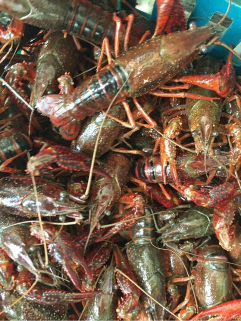 青虾食用8~12只/kg