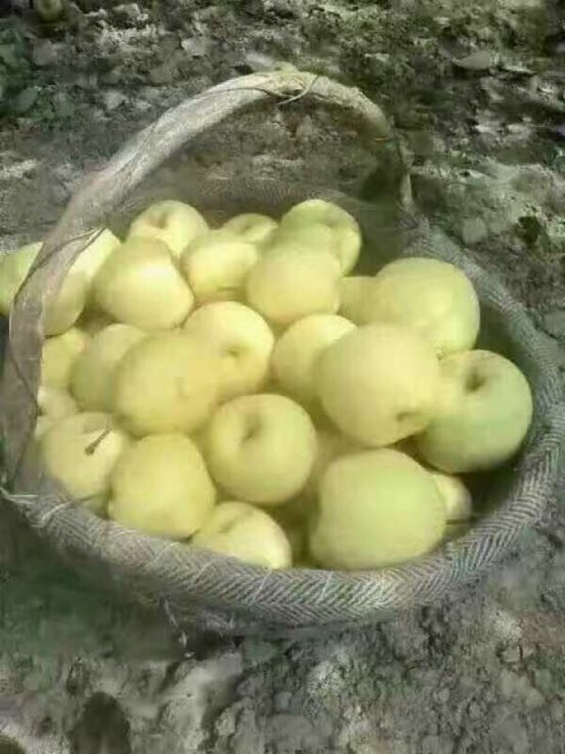 酥梨