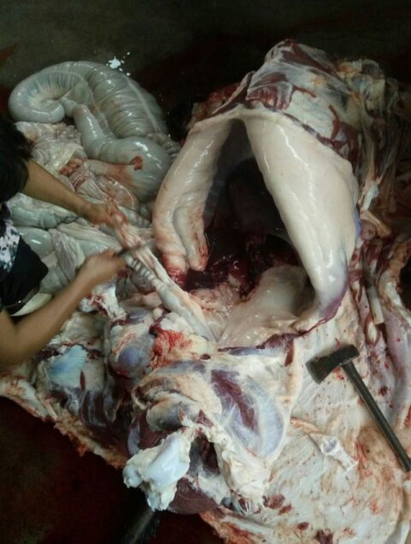 驴肉鲜货，货发全国，质量好
