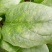 大叶菠菜20~25厘米