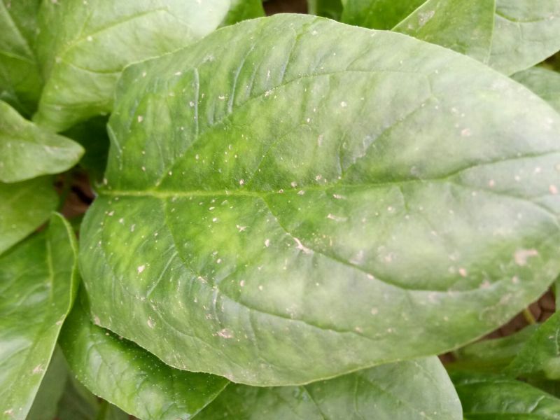 大叶菠菜20~25厘米