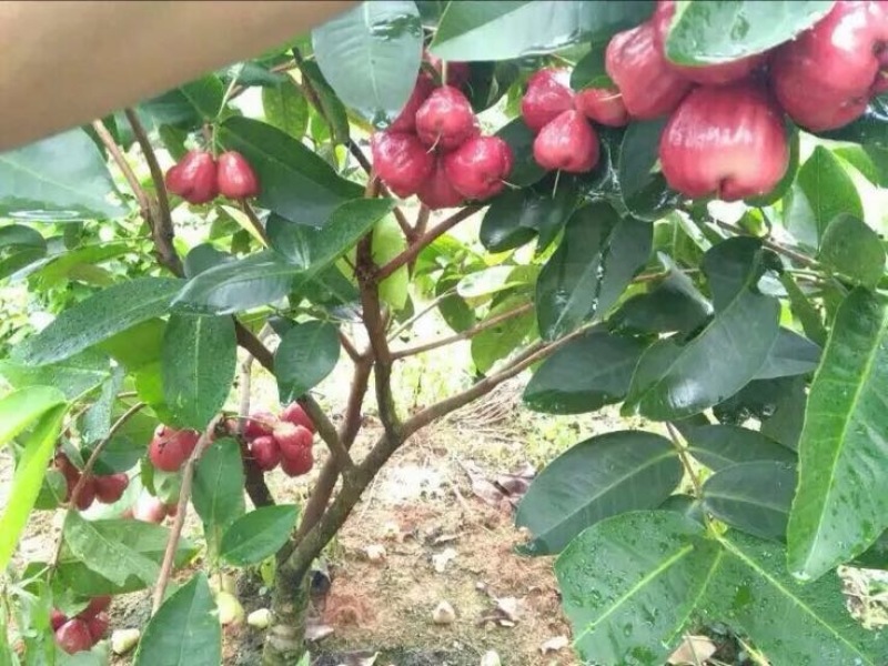 莲雾种苗