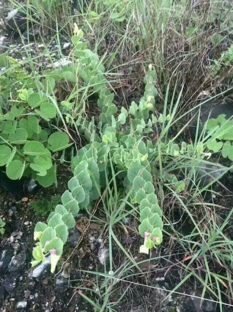 草果苗10~20cm