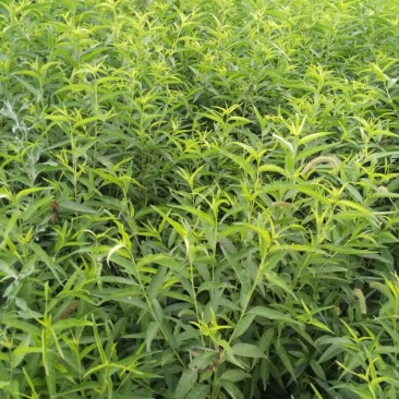 桃树苗桃树占地桃树工程桃树1-8公分量大