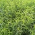 桃树苗桃树占地桃树工程桃树1-8公分量大