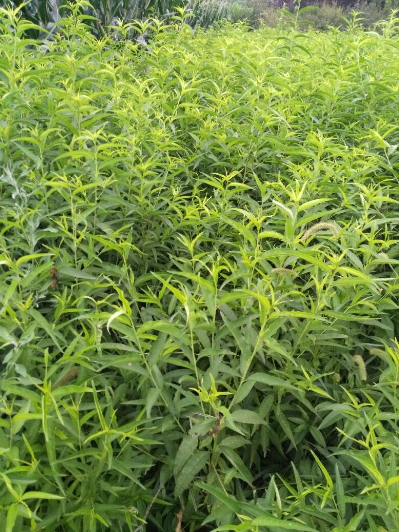 桃树苗桃树占地桃树工程桃树1-8公分量大