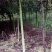青枫201~230cm