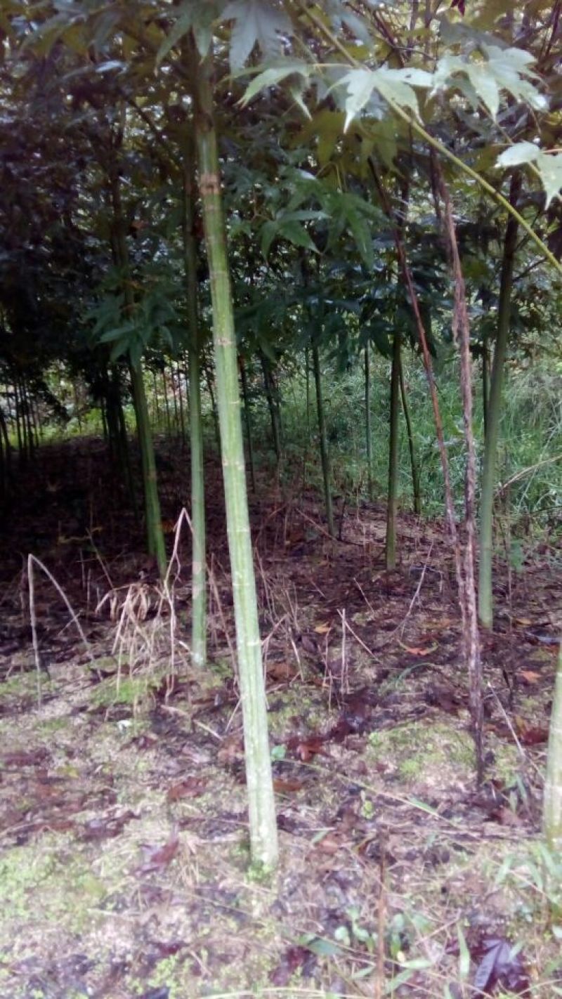 青枫201~230cm