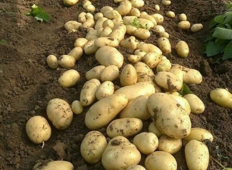 日照荷兰十五土豆3两以上冷库土豆批发大量有货