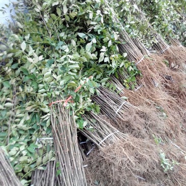花椒苗0.5~1年