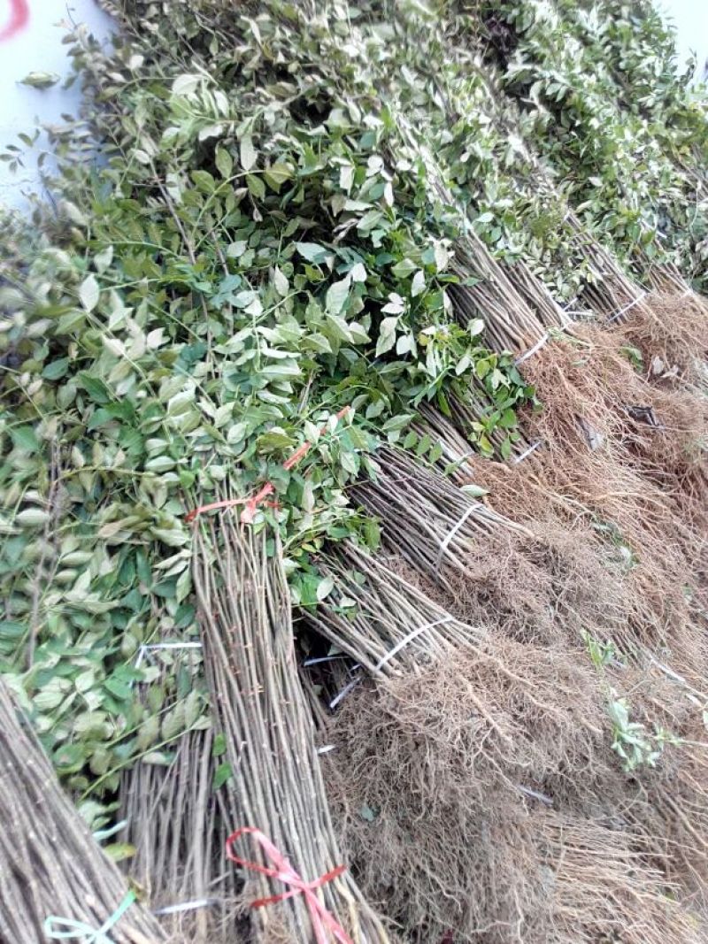 花椒苗0.5~1年