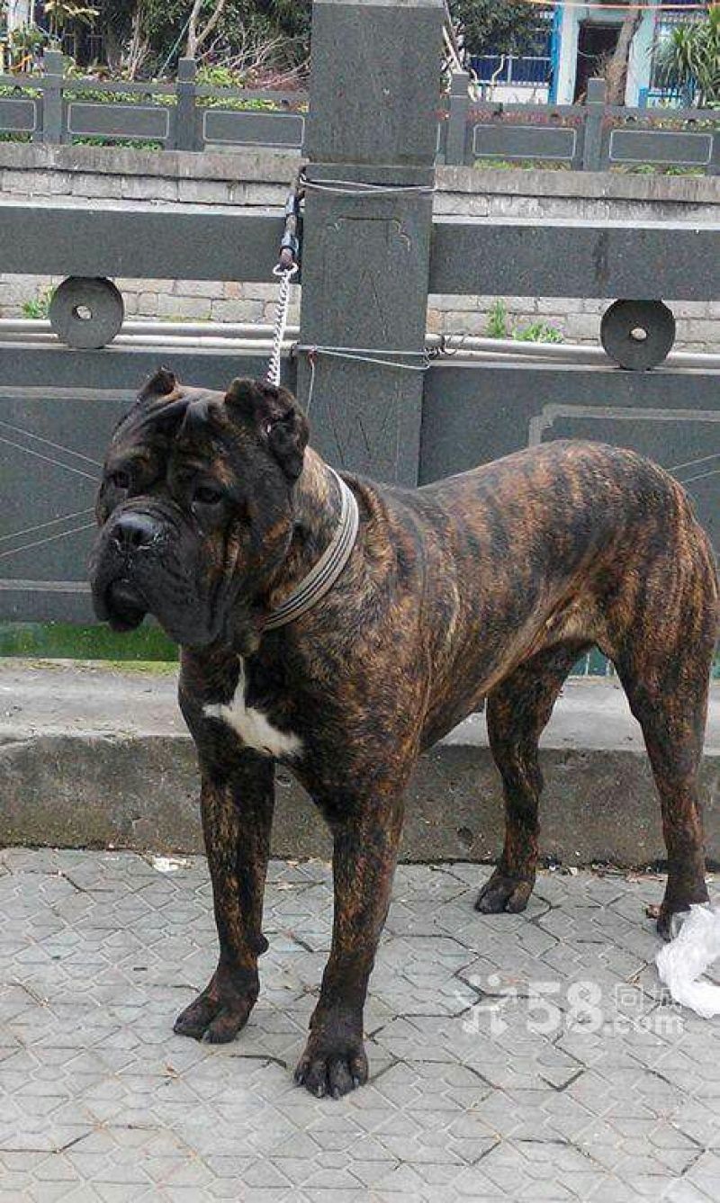 比特犬