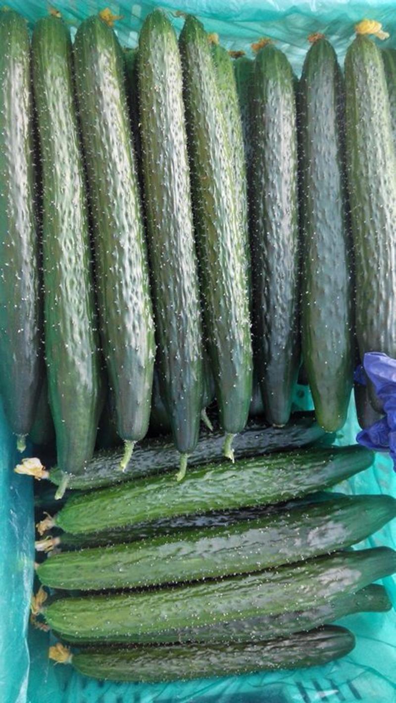 黄瓜短中长条，绿油亮黑亮大量上市发全国各地市场