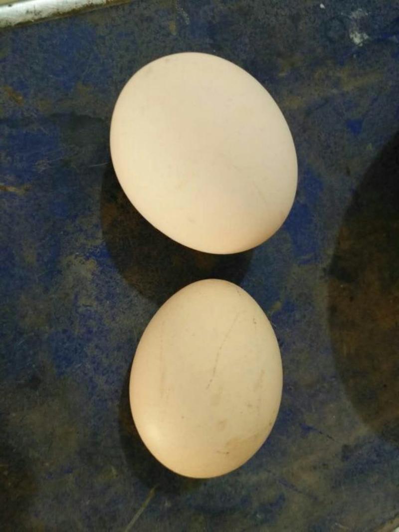 土鸡蛋，散养，活动空间大，健康无病，食用50~60g