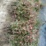 丰花月季苗30~40cm