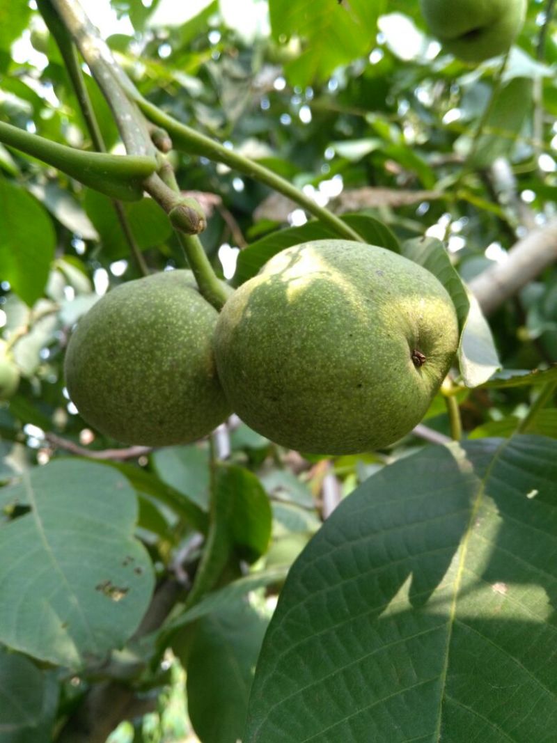 核桃苗50~100cm一年苗