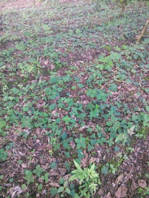 云南保山市滇重楼苗 2年批发_王兴胜供应_一亩