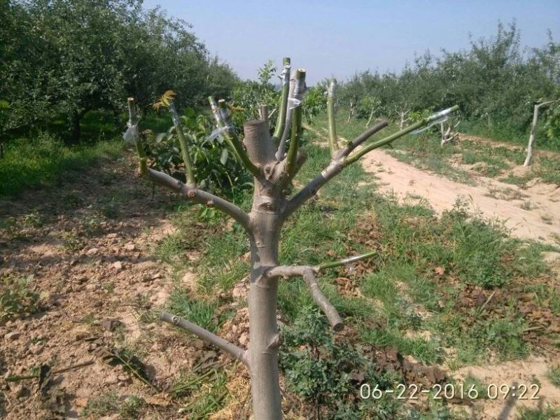 青皮核桃青皮