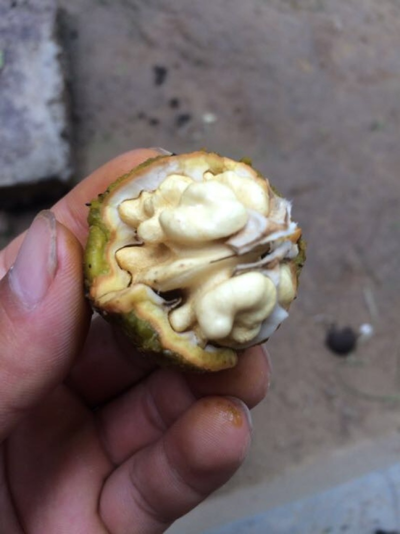 青皮核桃