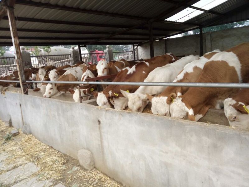 育肥牛犊100~200kg