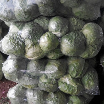 大量供应金乡中甘11甘蓝