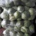 大量供应金乡中甘11甘蓝