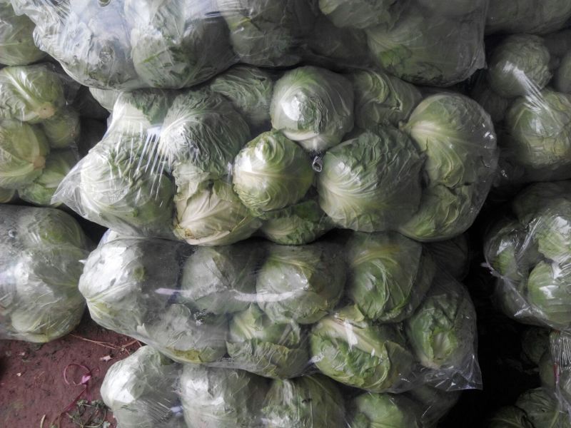 大量供应金乡中甘11甘蓝