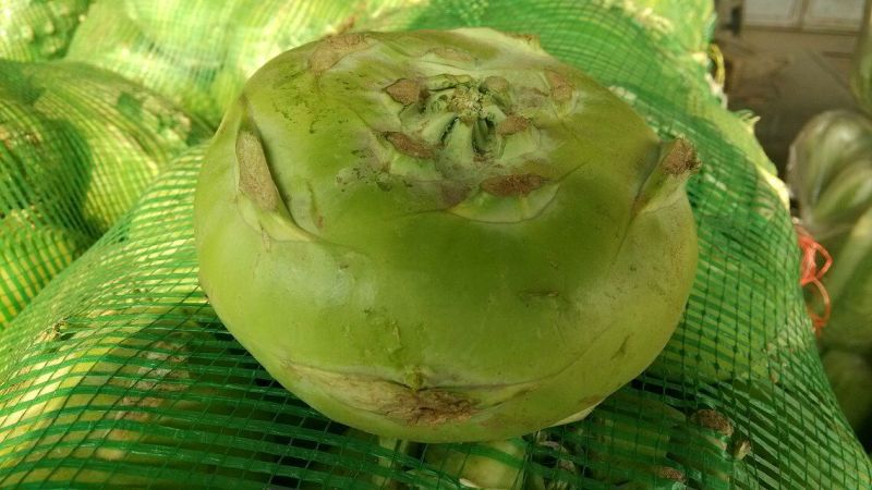 苤蓝1斤以上