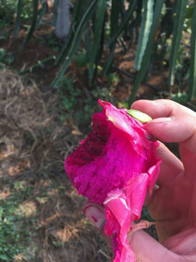 黄皮黄心火龙果苗红心火龙果苗水晶火龙果免费技术指导