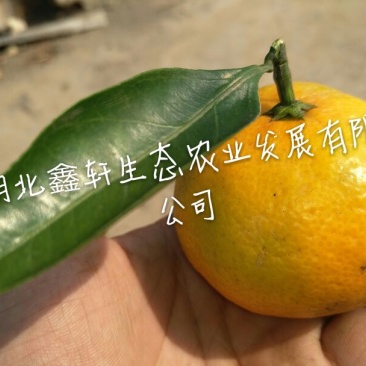 国庆蜜橘5~5.5cm
