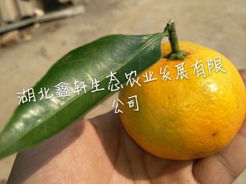 国庆蜜橘5~5.5cm