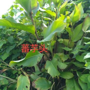 淀粉散装