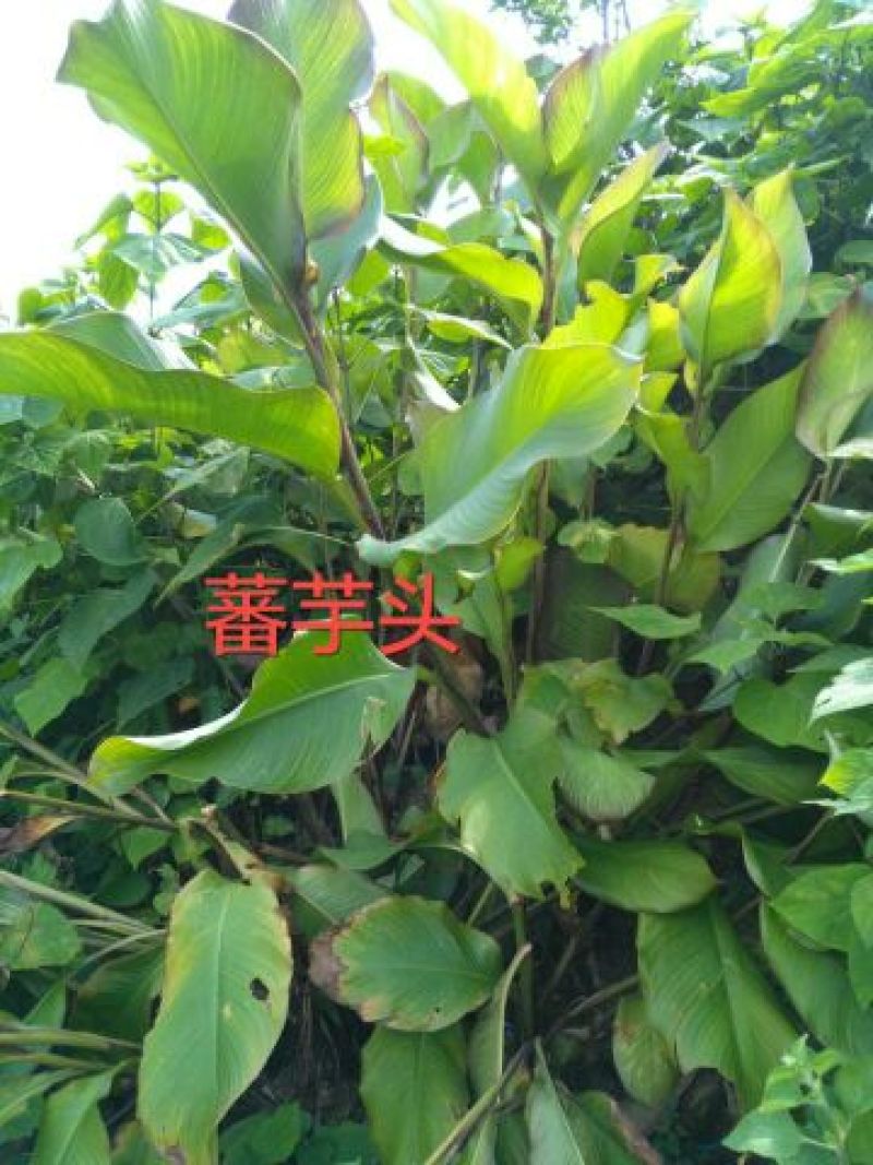 淀粉散装