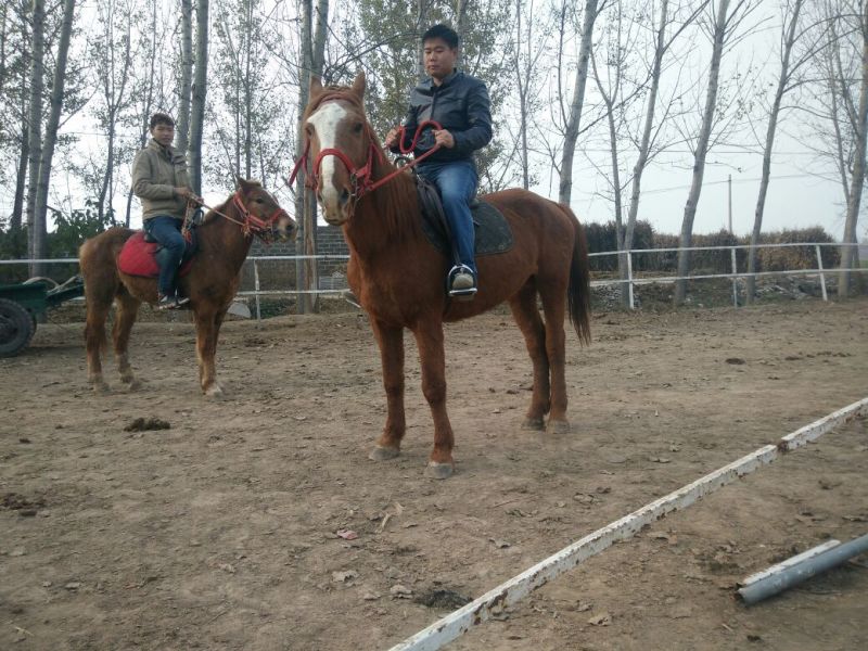 肉马400~500kg