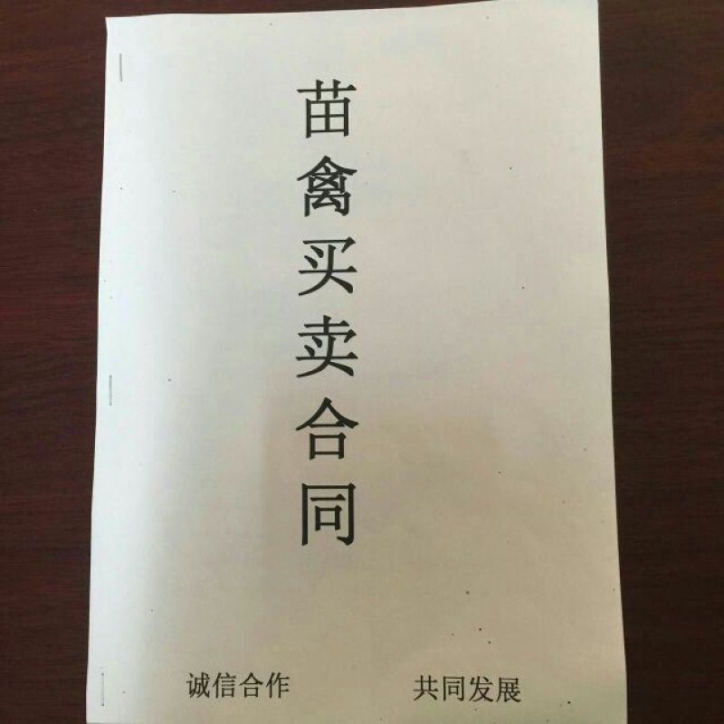 狮头鹅苗250g以上