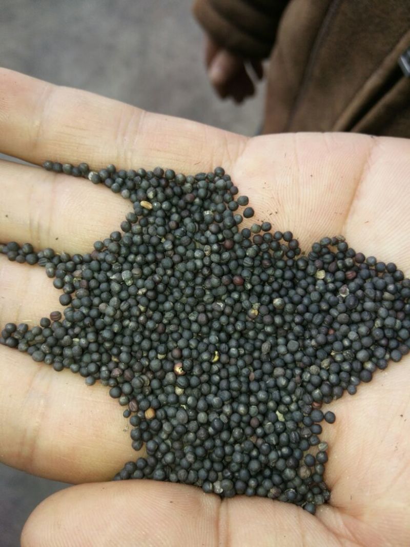 黄油菜菜籽三