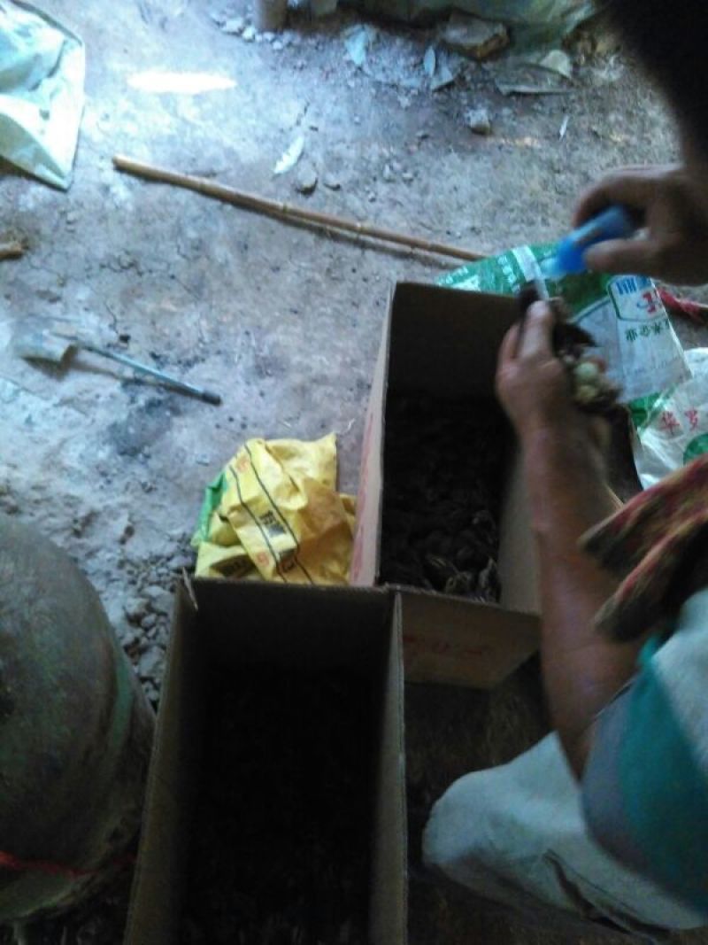 珍珠鸡苗1斤以下