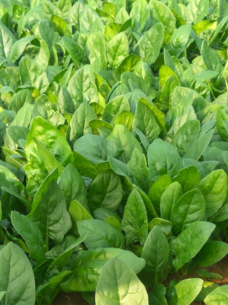 大叶菠菜20~25厘米