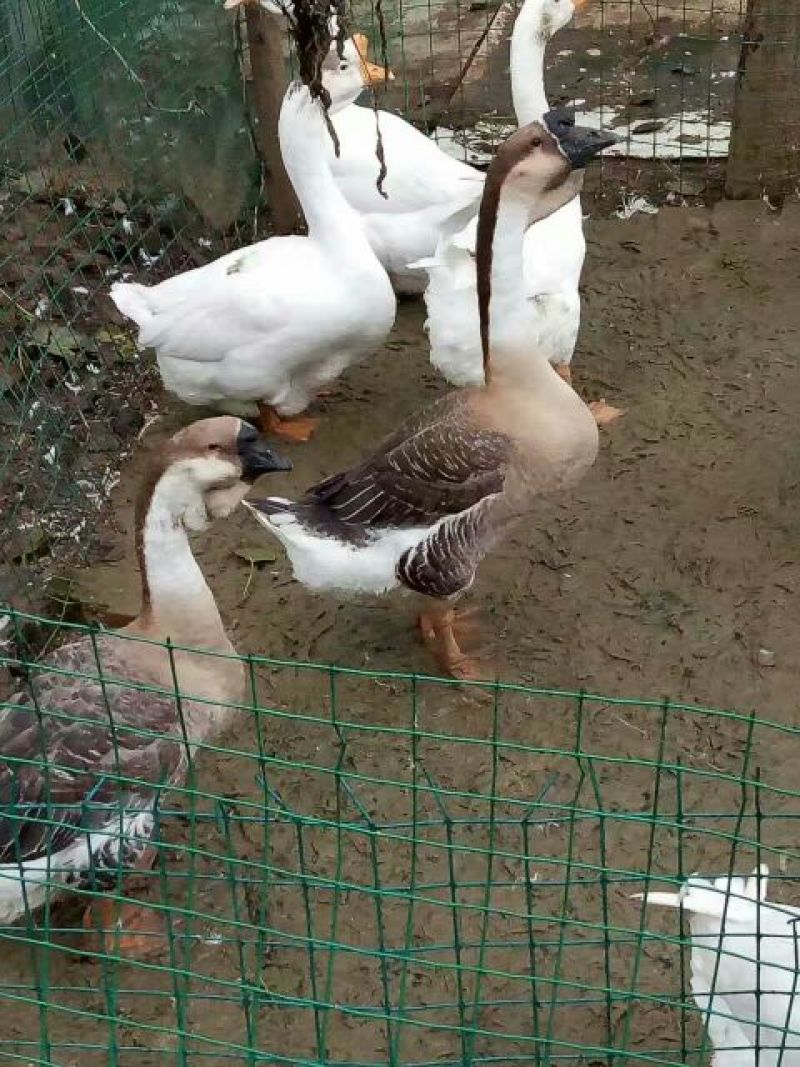 鹅苗250g以下