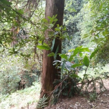 杉树