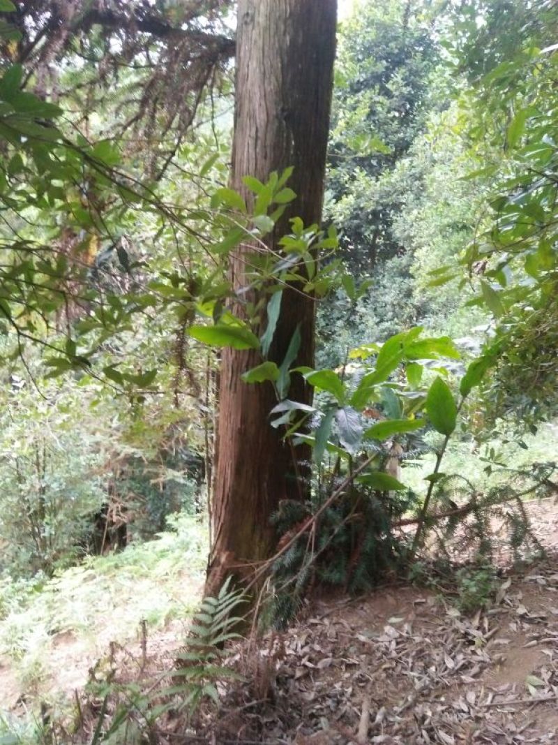 杉树